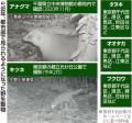 緑化の影響？都市部で「野生動物」目..