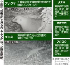 緑化の影響？都市部で「野生動物」目撃相次ぐ…感染症の懸念も、専門家「近づいたり餌与えたりしないで」のイメージ画像