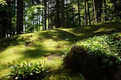 緑のじゅうたん 苔の里のイメージ画像