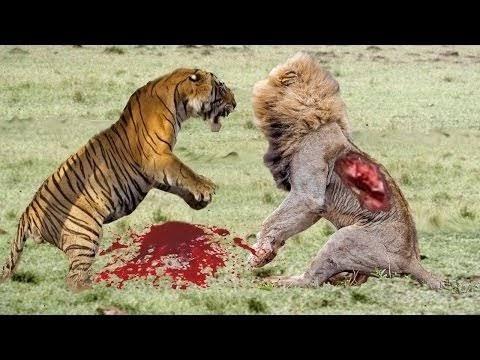 虎とライオンの戦い強 タイ人男性が森でトラに食べられて死亡 爆サイ Com九州版