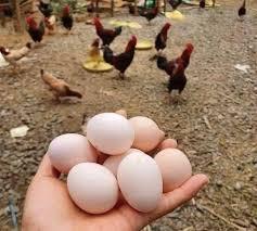 ベトナムの鶏卵価格が過去数年で最安値、生産コスト割れで養鶏業界に深刻な打撃のイメージ画像