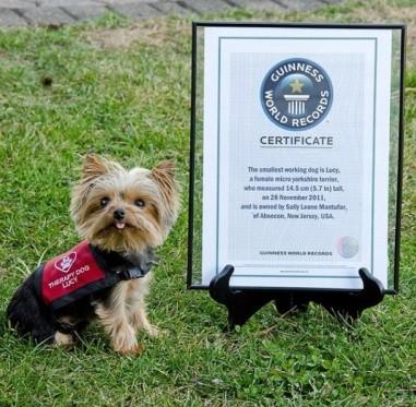 これがギネス認定された世界一小さい犬だ ニュース総合掲示板 76レス 爆サイ Com南東北版