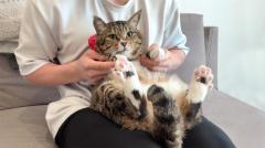 もちまる日記×ねこですけどなにか？、猫YouTuberのコラボが実現！？