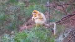 春の味覚を味わうため下山、秦嶺地区でキンシコウを確認―中国