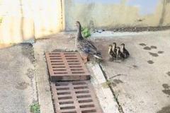 パニックになった母ガモに遭遇、女性が排水溝に落ちた子ガモを救出【動画】のイメージ画像