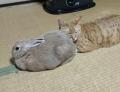 うさちゃんのふわふわお尻は至高のく..