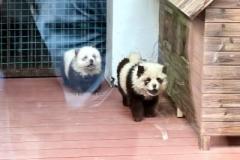 チャウチャウを染めて「パンダ犬」に 詐欺疑惑が浮上―江蘇省泰州市のイメージ画像