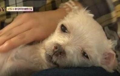 韓国「子犬製造工場」の実態に怒りの声
