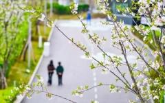 清明節3連休は近場旅行が人気に、花見や伝統文化体験の人気が上昇―中国