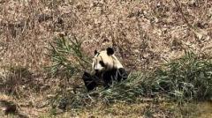 陝西・仏坪、春の陽光を楽しむジャイアントパンダ―中国のイメージ画像