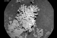 火星にサンゴのような岩石、探査ローバーが発見 アメリカ