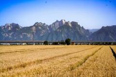 車窓から一面黄金色の麦畑を一望できる高速鉄道―中国のイメージ画像