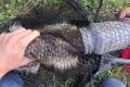 頭に容器がはまったアライグマの子供、動物愛好家が救出