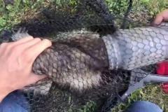 頭に容器がはまったアライグマの子供、動物愛好家が救出