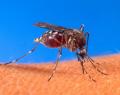 タイは2024年までにマラリア根絶を目指..