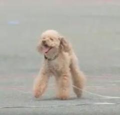 トイプードル警察犬 親子で大活躍!シェパードなどの大型犬にはないメリットも