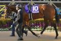 馬券率「100％」2歳女王アスコリピチェ..