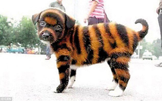 これは酷い！中国でトラにそっくりな犬「タイガー犬」