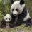中国 牛が竹を食いパンダの生息地減少 背景に四川大地..(53)