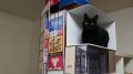 新宿の巨大猫を自宅で再現！ジオラマ..