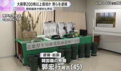 自宅で大麻草206株を栽培か 韓国籍の男2人を逮捕・起訴 栽培用の器具や肥料も押収 麻薬取締部のイメージ画像