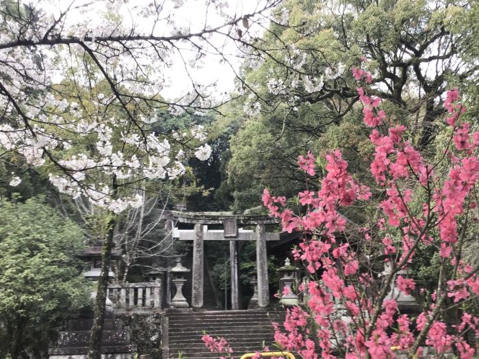 大原八幡宮の鳥居と花桃のイメージ画像