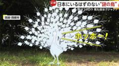 日本にいるはずのない“謎の鳥”…中国原産の外来種「ハッカン」か 声はフクロウ・見た目はクジャク 宮崎・西都市のイメージ画像