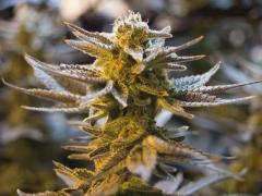 メキシコが世界で3番目の「嗜好用大麻合法化国」となるに至った深刻で複雑な理由