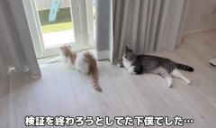 【もちまる日記】もちとはなが検証！猫は一日に何回お散歩に行くか？のイメージ画像