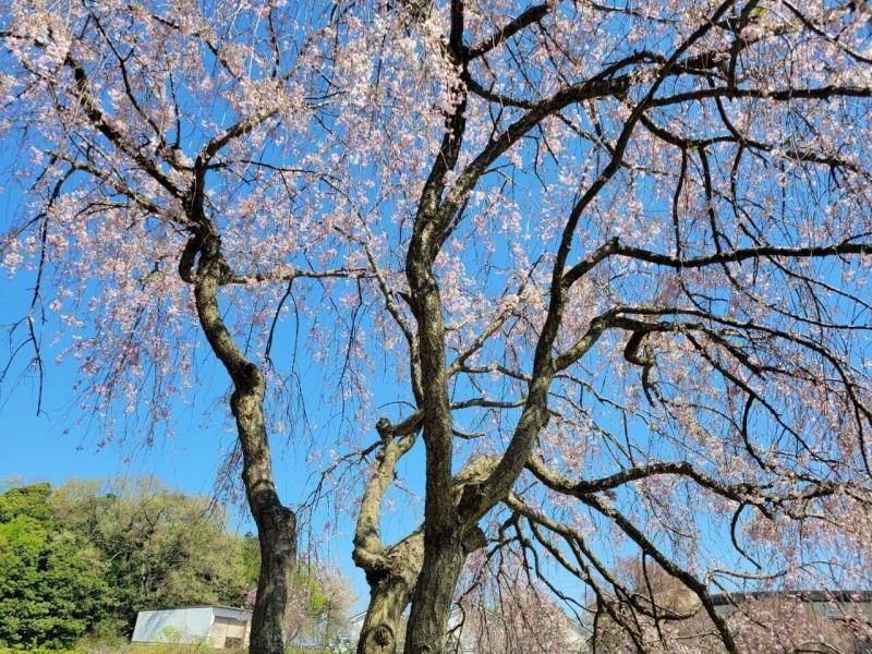 鹿野城・青空と桜のイメージ画像