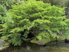 山崎蒸留所内にある庭園
