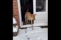 生まれて初めて雪を見たワンコ、戸惑..
