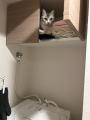 そこには入っちゃダメだ……タオル置き場に侵入して得意顔の猫ちゃん