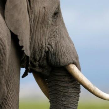 ゾウが落雷で感電死!? 観光客の眼前で倒れる…南アフリカ