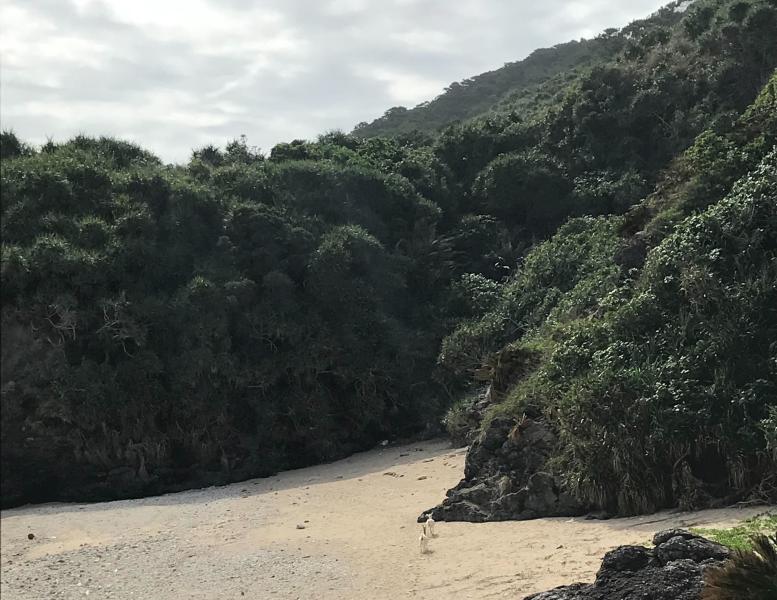 渡嘉敷村前島の野生のヤギのイメージ画像