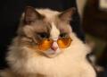 サングラスが似合いすぎる猫惚れてま..
