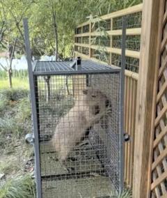 2カ月以上の逃亡生活を経て、カピバラの「豆包」がついにお縄―中国のイメージ画像
