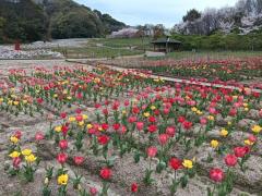 チューリップと桜の楽園のイメージ画像