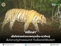 【タイの森に生きた王者】野生トラ「シーコーサー（ศรีโกสา）」が自然死、子孫を残し静かに旅立つ
