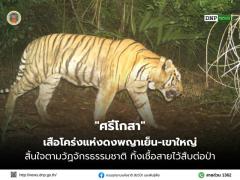 【タイの森に生きた王者】野生トラ「シーコーサー（ศรีโกสา）」が自然死、子孫を残し静かに旅立つのイメージ画像