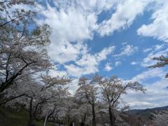 春満開！東明公園のソメイヨシノ