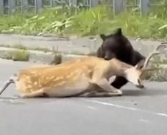 知床の国道でエゾシカの雄をヒグマが襲う 「動けないシカは通報を」