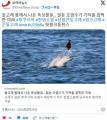韓国紙「汚染水放出により生態系虐殺..
