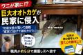 巨大オオトカゲが民家に侵入、78歳女性が「ワニ」と勘違いし避難タイ中部アントーン県