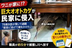 巨大オオトカゲが民家に侵入、78歳女性が「ワニ」と勘違いし避難タイ中部アントーン県のイメージ画像