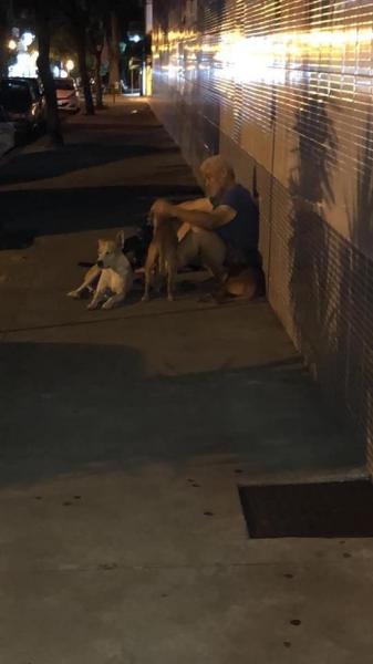 犬6匹､脳卒中で倒れた飼い主を病院まで運ぶ ﾌﾞﾗｼﾞﾙ