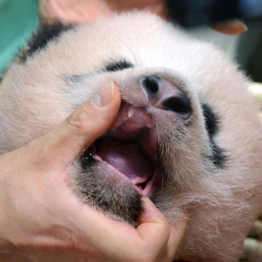 赤ちゃんパンダ生後90日！小さな犬歯が出現 上野動物園