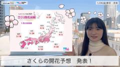 さくらの開花予想発表！のイメージ画像