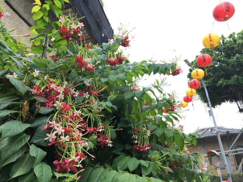 咲き誇る花とランタンのイメージ画像