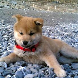 大阪府泉佐野市で「犬税」導入